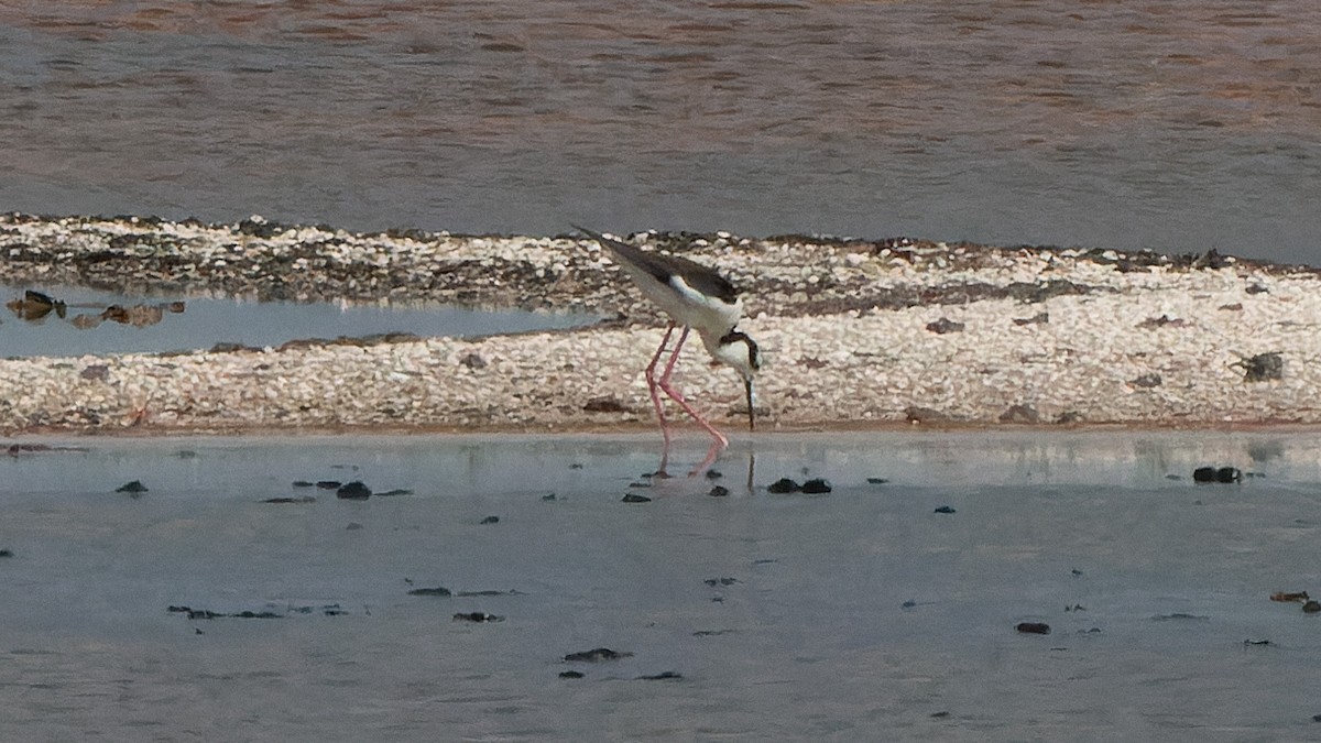 Black-necked Stilt (White-backed) - ML641391287