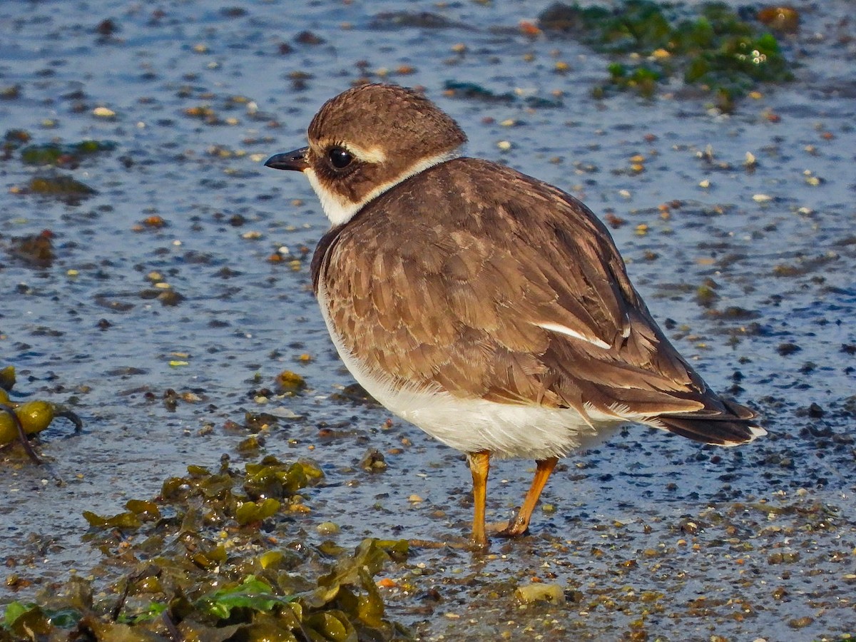 Common Ringed Plover - ML641391290