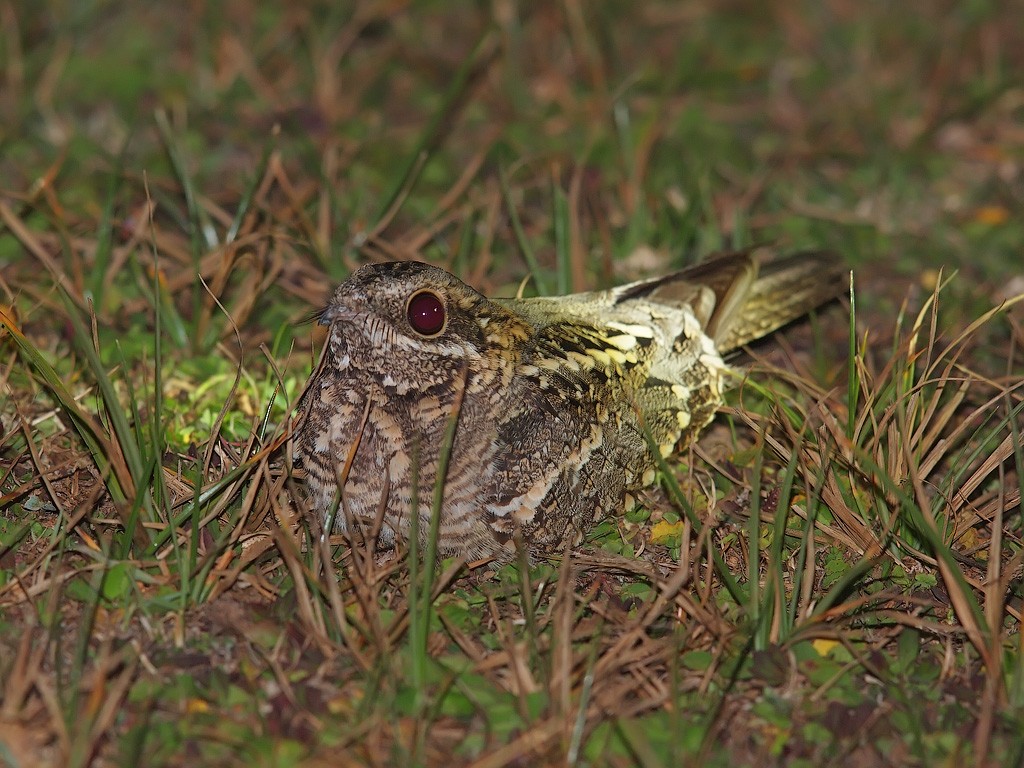 Slender-tailed Nightjar - ML641391303