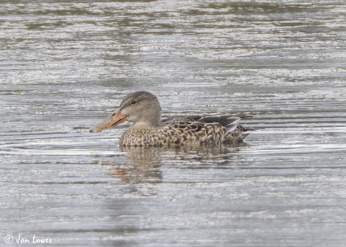 Northern Shoveler - ML641391316