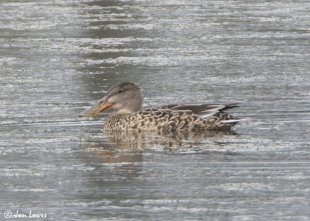 Northern Shoveler - ML641391318