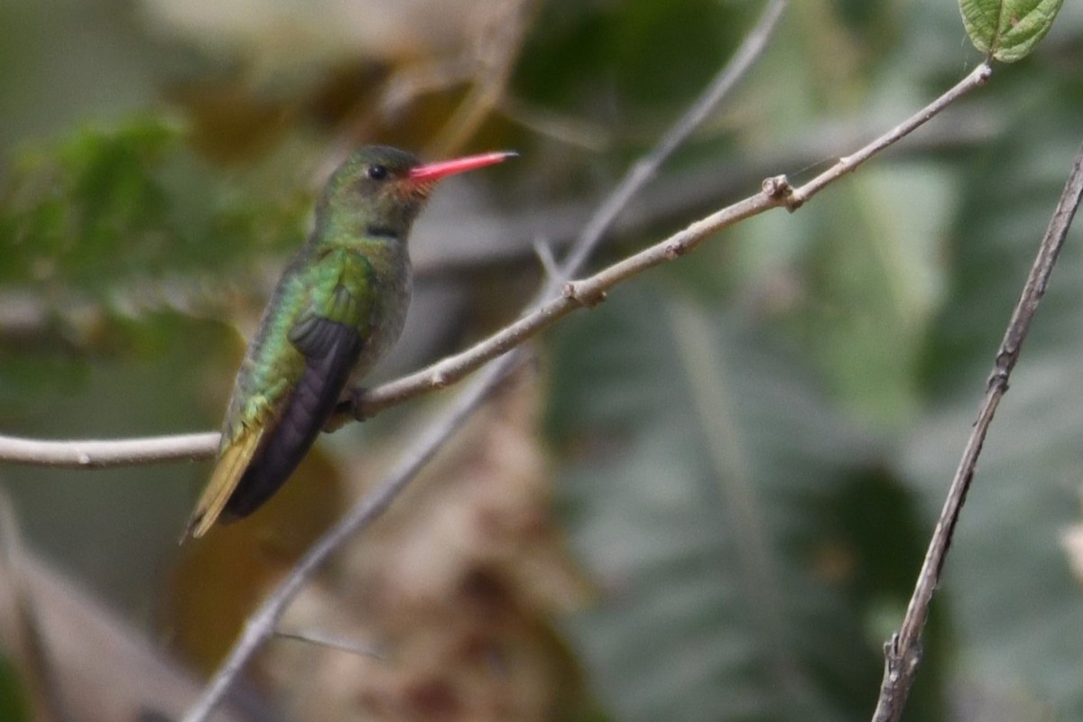 Gilded Hummingbird - ML641391320