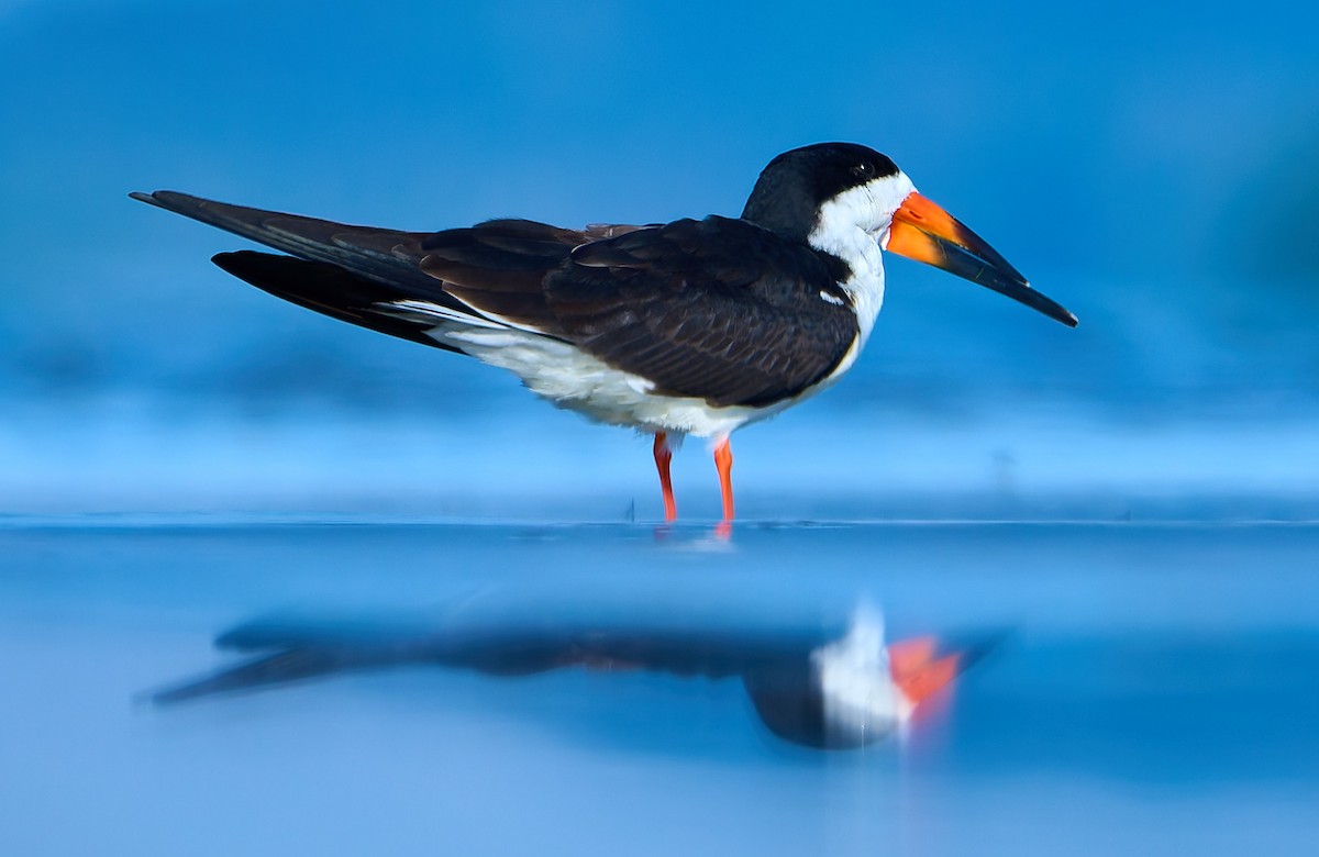 Black Skimmer - ML641391321