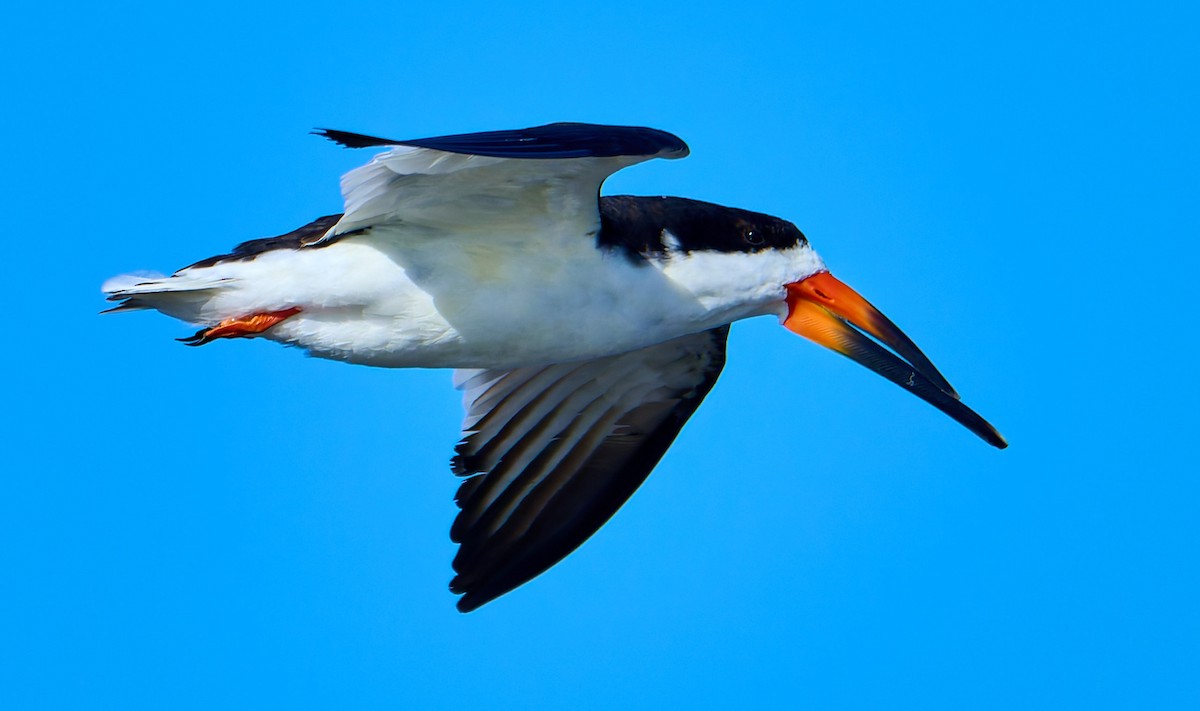 Black Skimmer - ML641391322