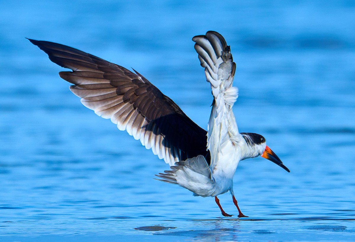 Black Skimmer - ML641391324