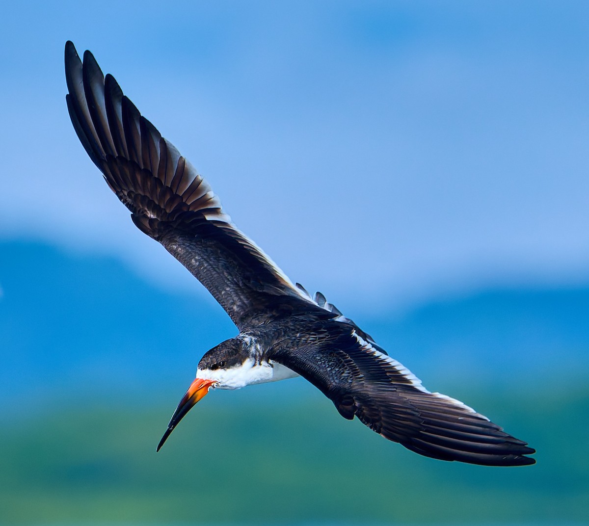 Black Skimmer - ML641391325