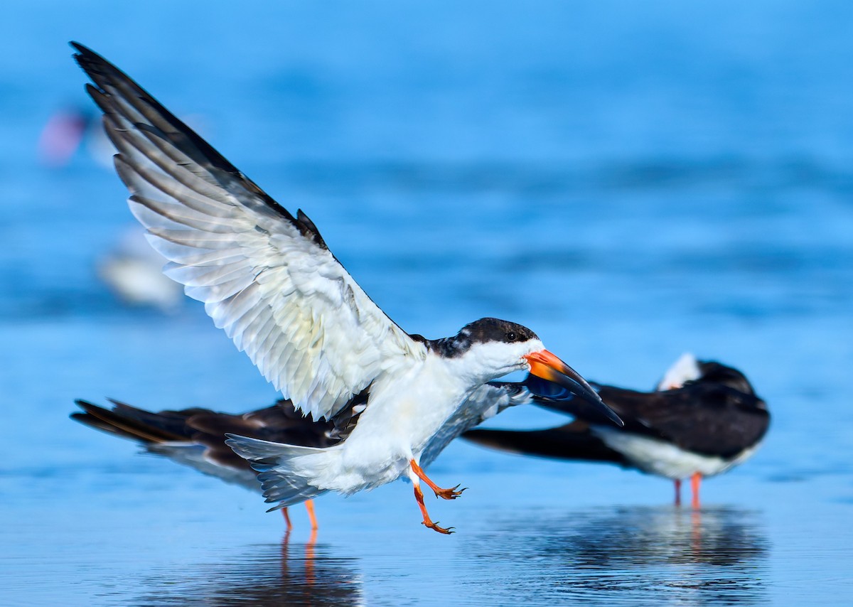 Black Skimmer - ML641391326