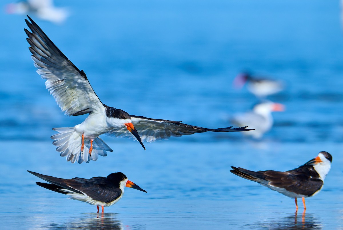 Black Skimmer - ML641391327
