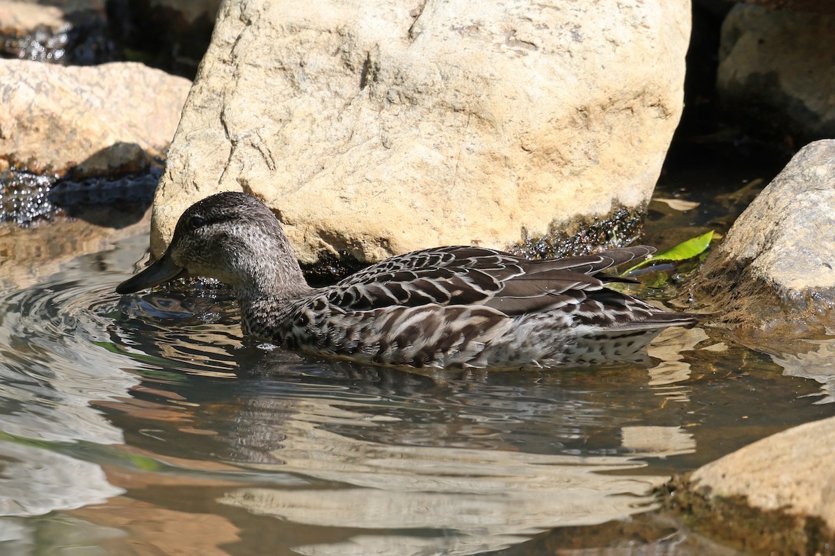 Green-winged Teal - ML641391338