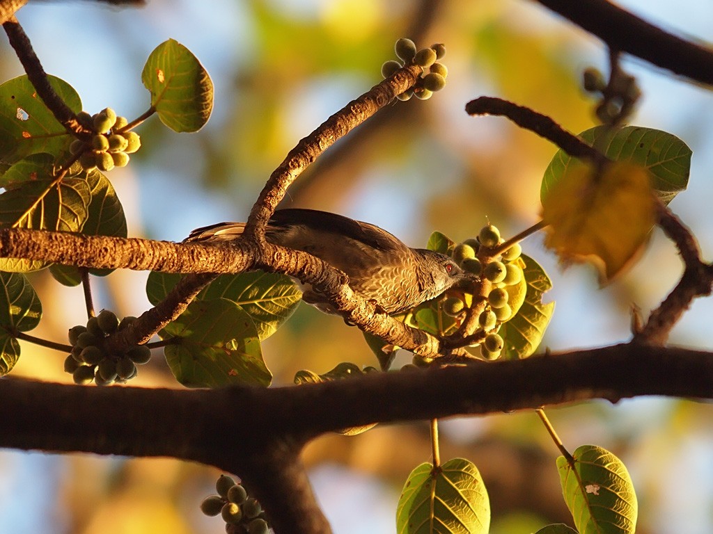 White-rumped Babbler - ML641391349