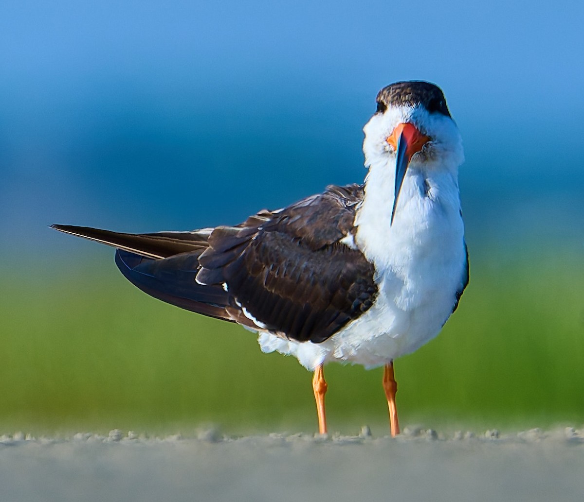 Black Skimmer - ML641391352
