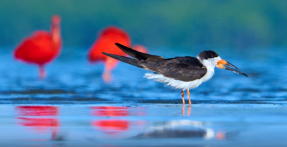 Black Skimmer - ML641391353