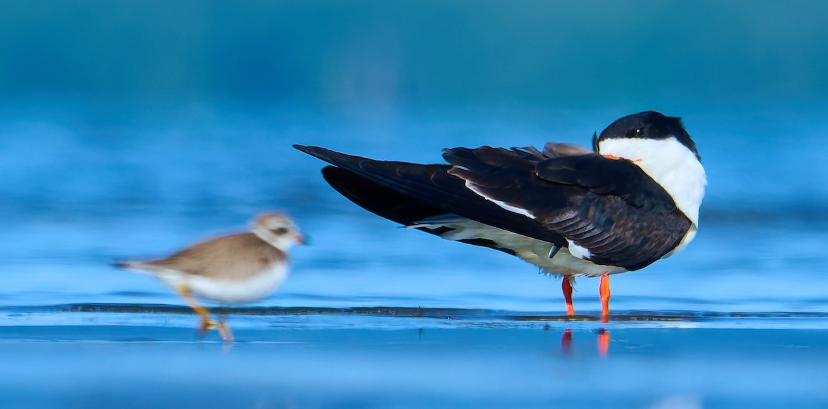 Black Skimmer - ML641391354