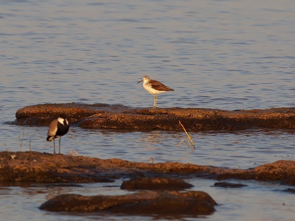 gluttsnipe - ML641391356