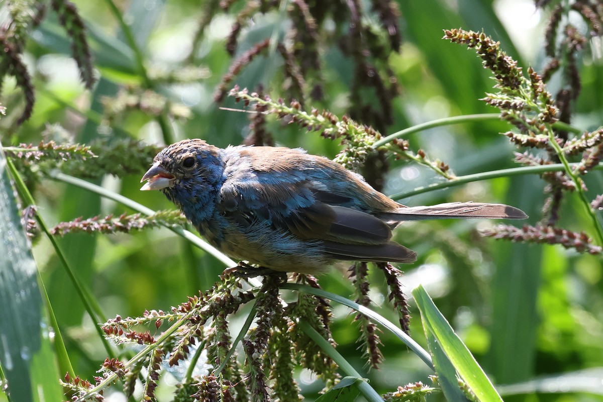 Indigo Bunting - ML641391367
