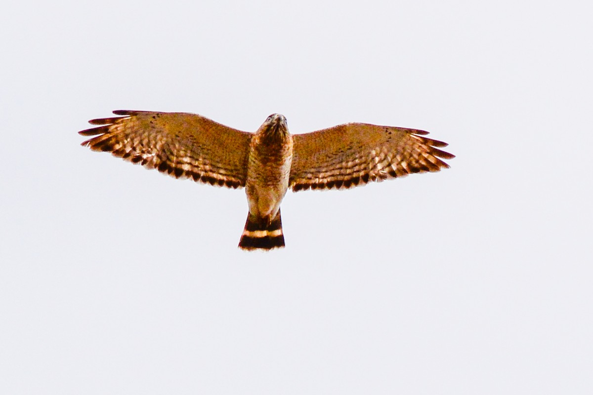 Breitflügelbussard - ML641391372
