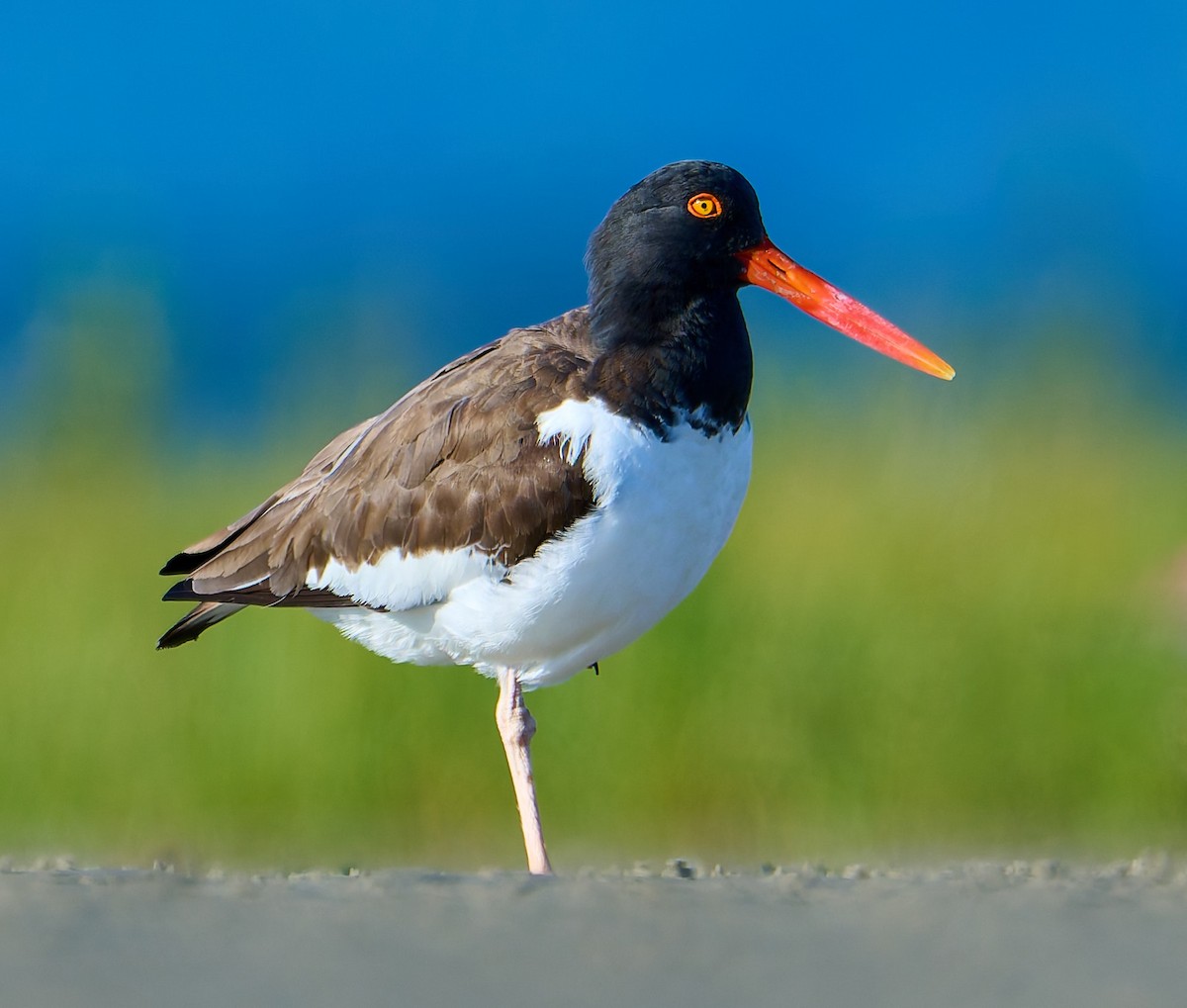 American Oystercatcher - ML641391378