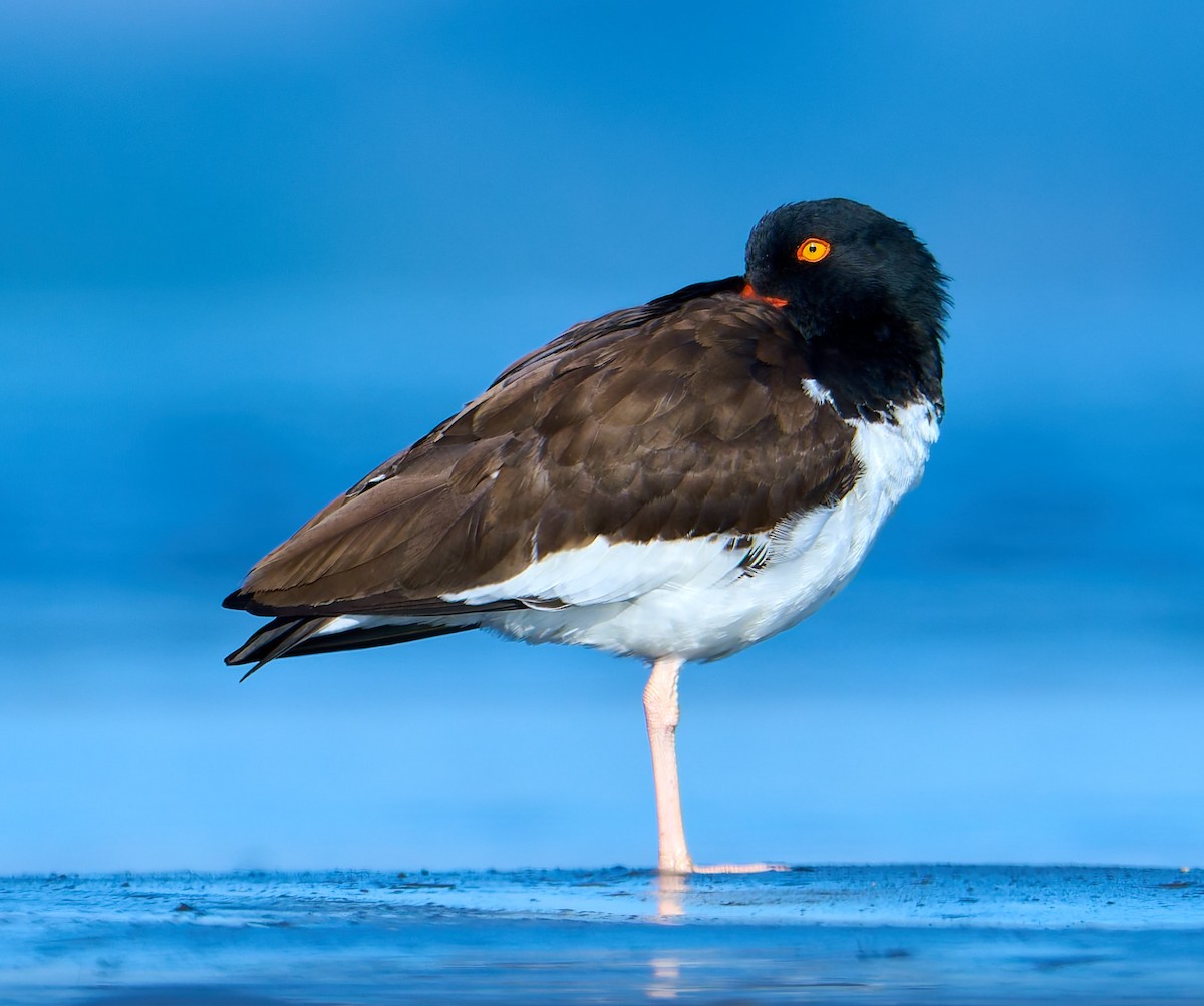 American Oystercatcher - ML641391379