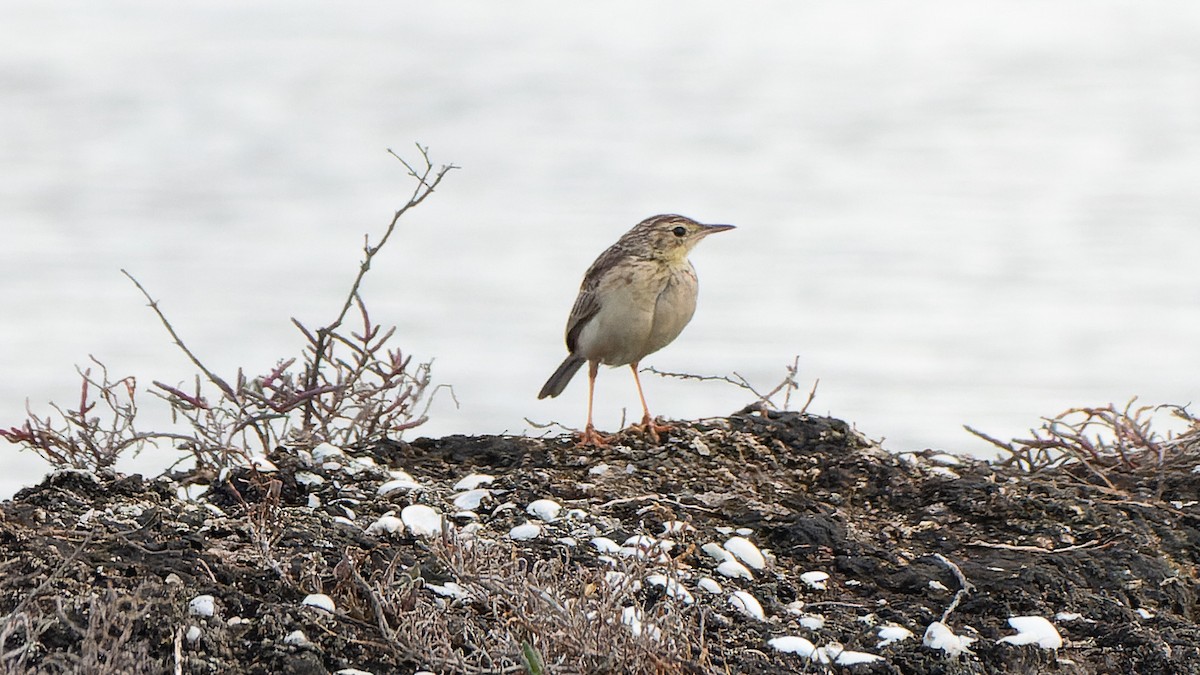 Yellowish Pipit - ML641391384