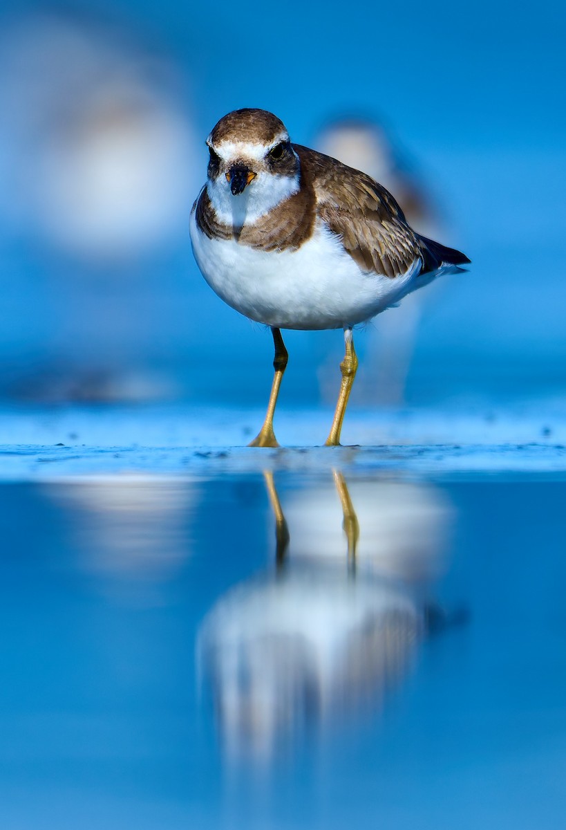 Semipalmated Plover - ML641391394