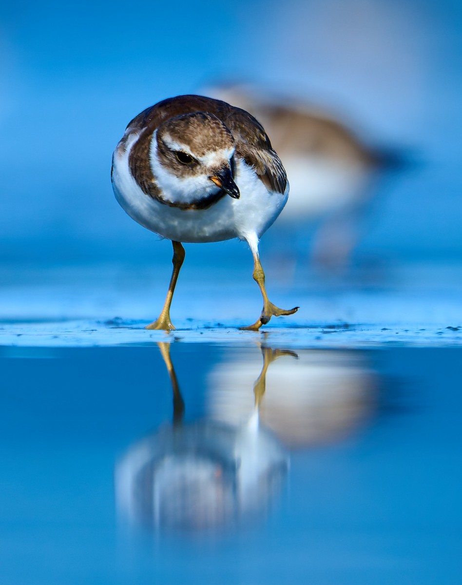 Semipalmated Plover - ML641391395