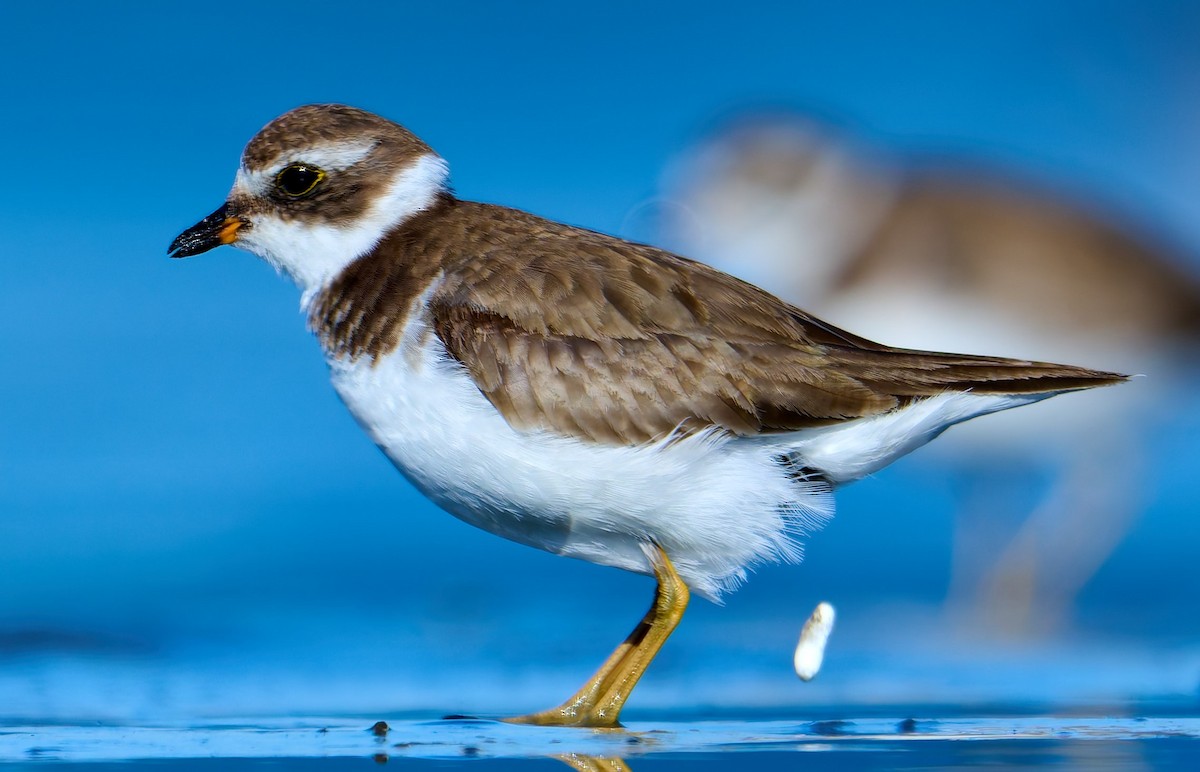 Semipalmated Plover - ML641391396