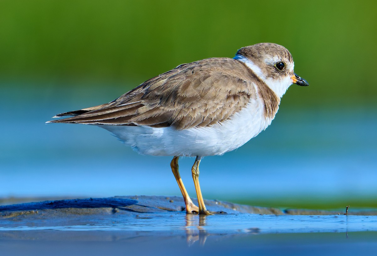 Semipalmated Plover - ML641391397
