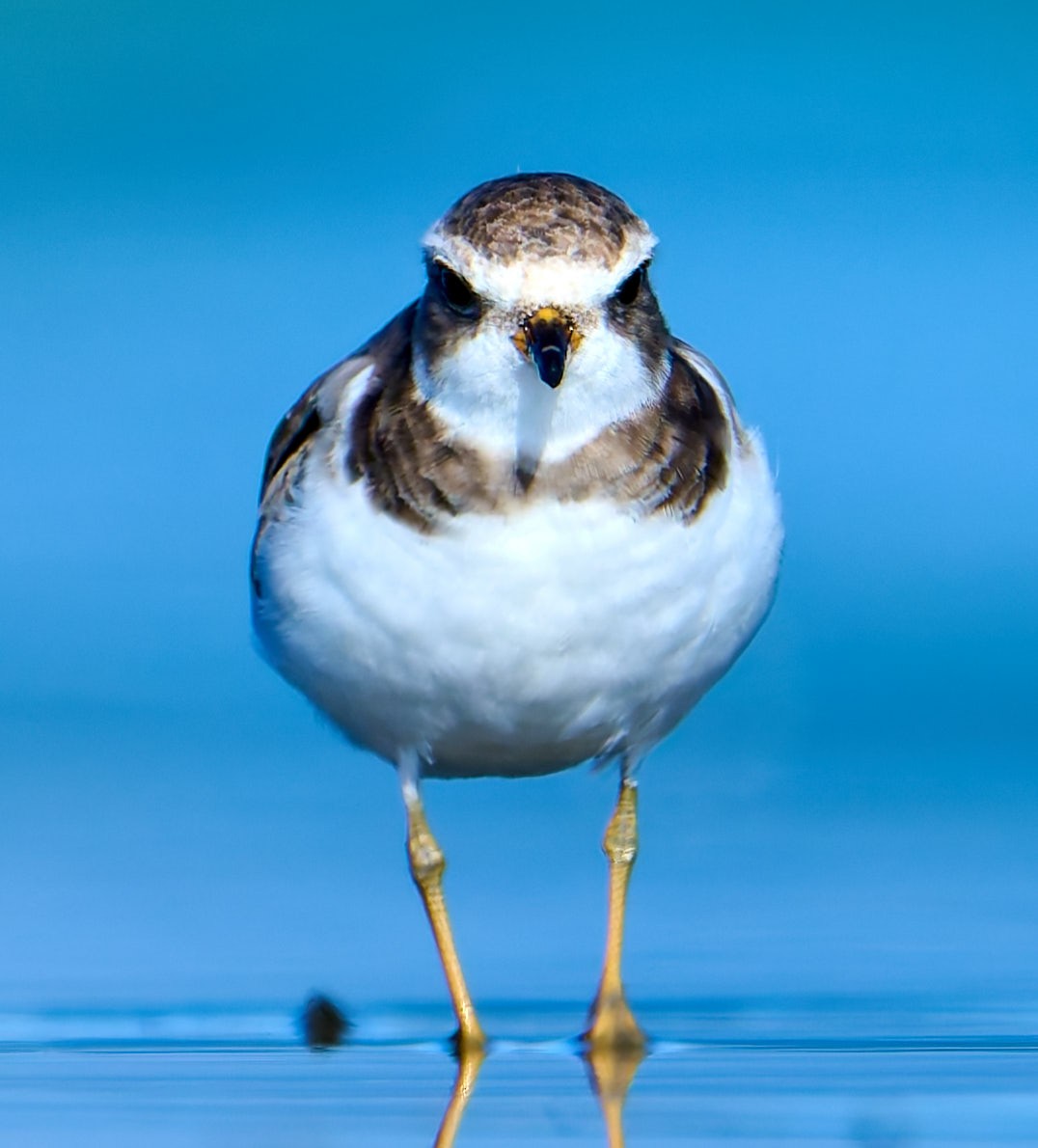 Semipalmated Plover - ML641391398