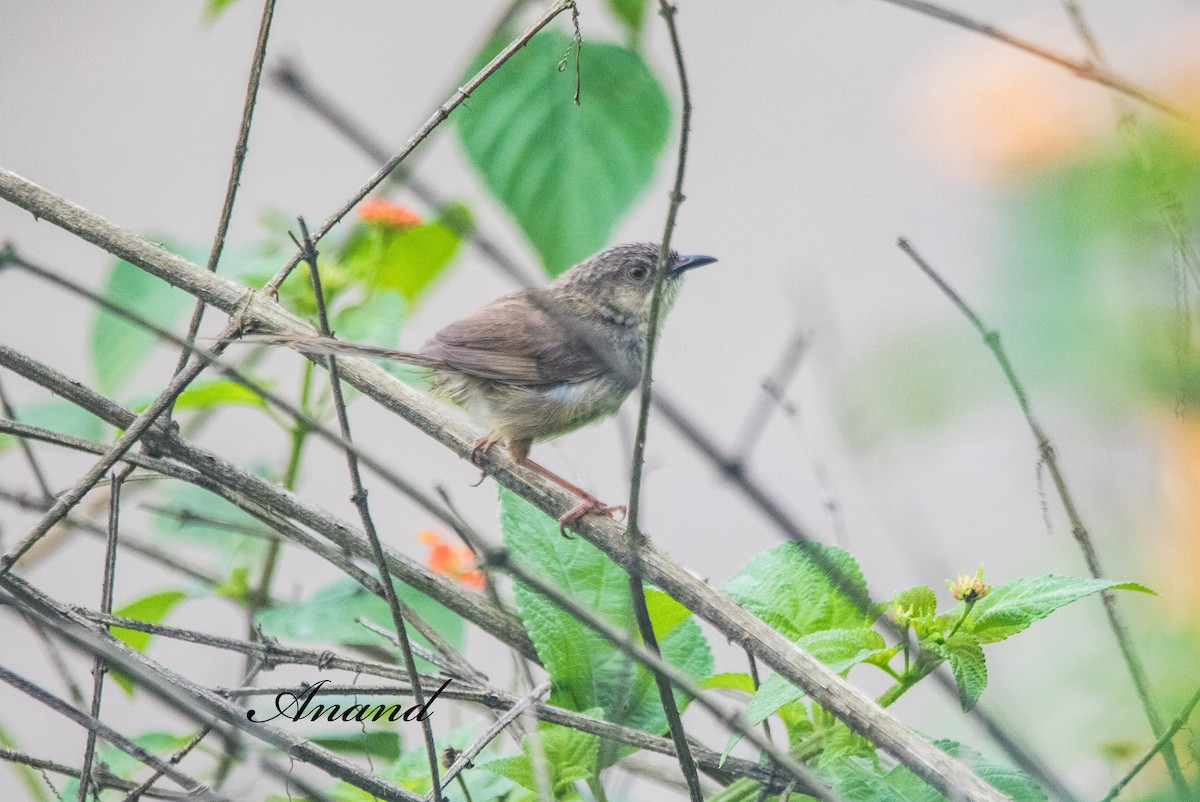 Himalayan Prinia - ML641391400