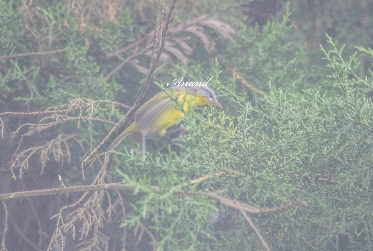 Gray-hooded Warbler - ML641391405