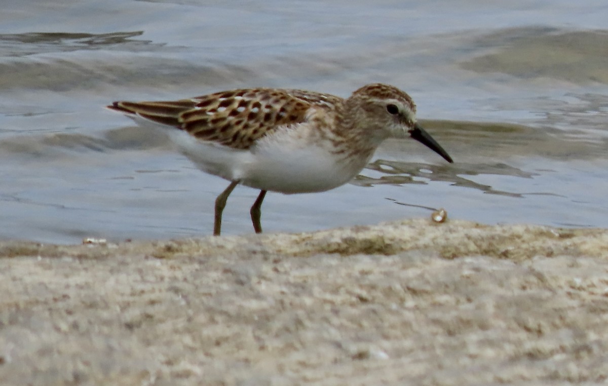 Least Sandpiper - ML641391415