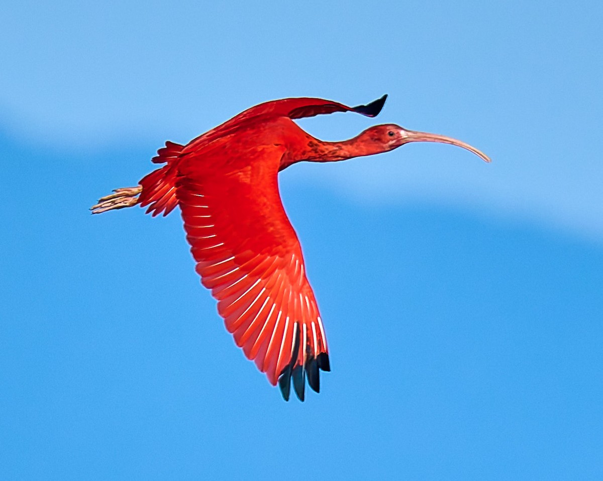 Scarlet Ibis - ML641391418