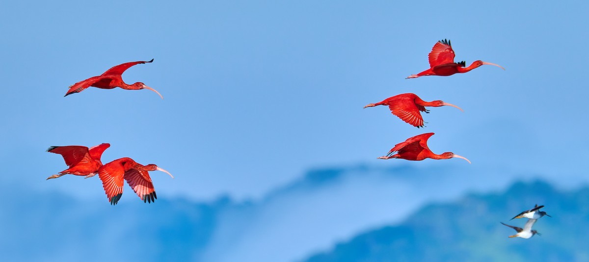 Scarlet Ibis - ML641391419