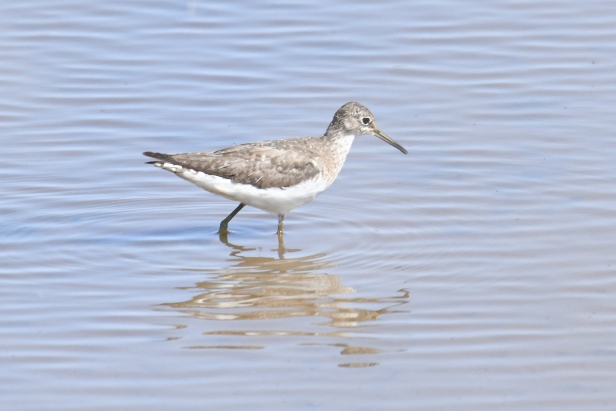 Solitary Sandpiper - ML641391420