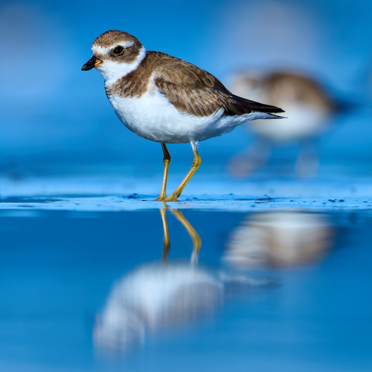 Semipalmated Plover - ML641391431