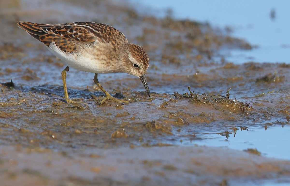 Least Sandpiper - ML641391448