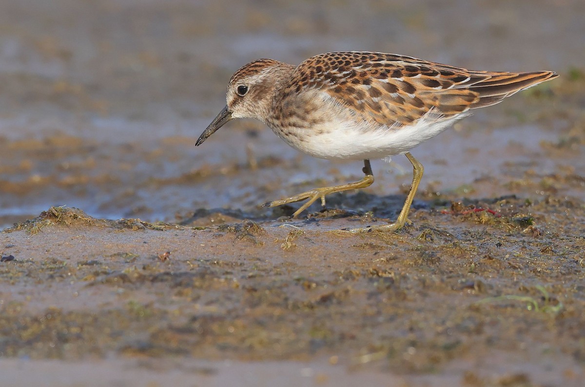 Least Sandpiper - ML641391449