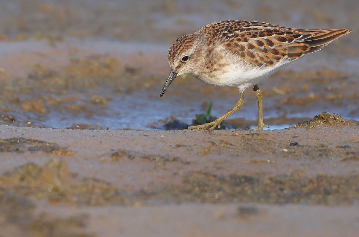 Least Sandpiper - ML641391450