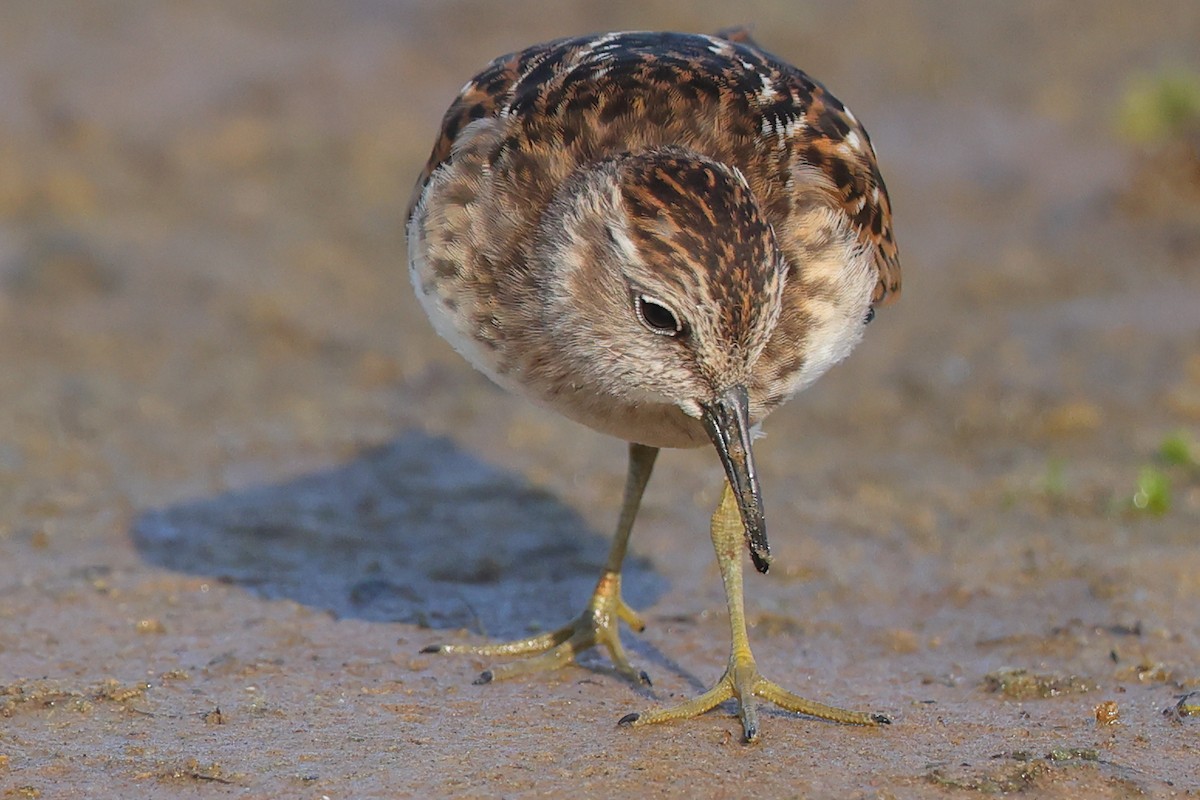 Least Sandpiper - ML641391451