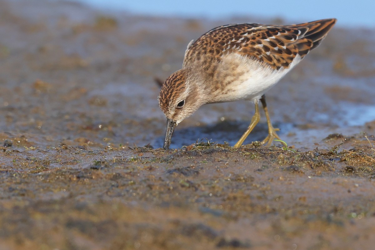 Least Sandpiper - ML641391452