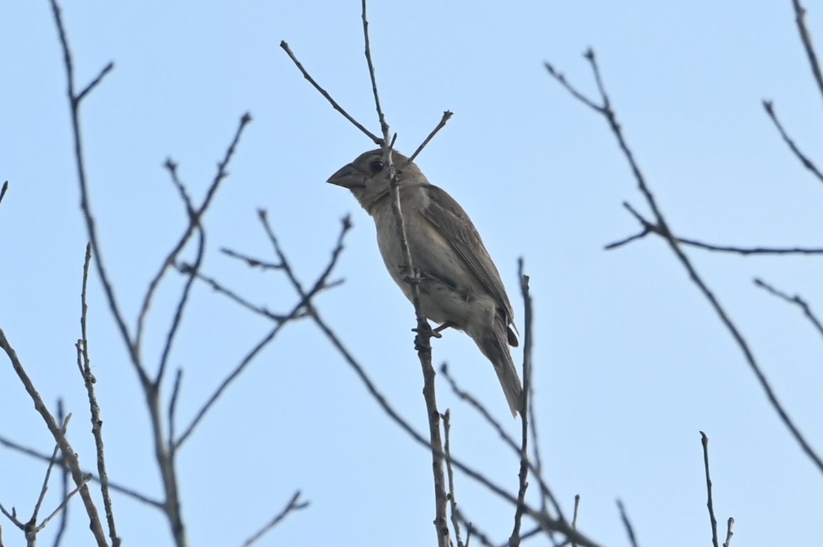 Blue Grosbeak - ML641391468