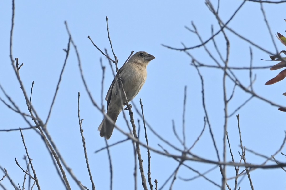 Blue Grosbeak - ML641391469