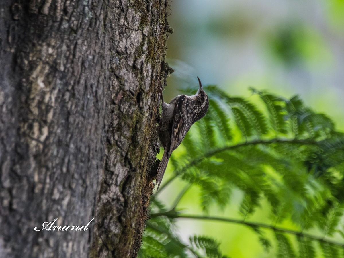 Bar-tailed Treecreeper - ML641391475