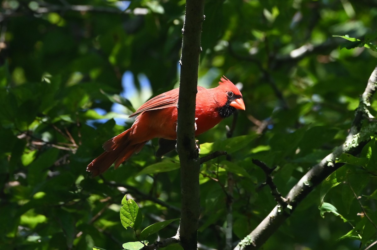 Cardenal Norteño - ML641391476