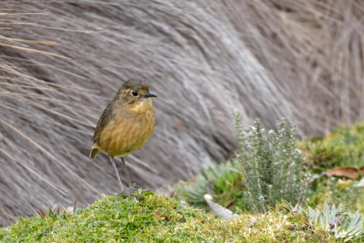 Tawny Antpitta - ML641391493