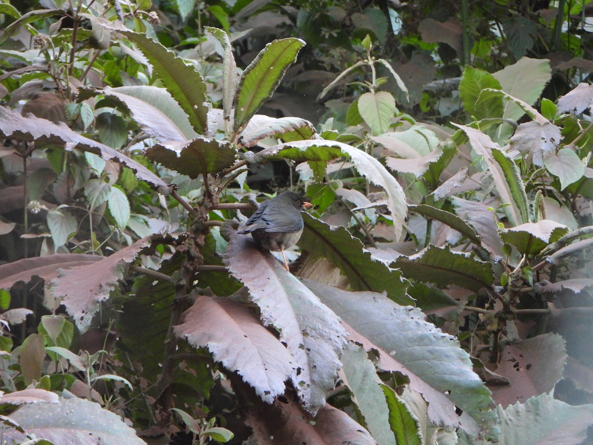 Abyssinian Thrush - ML641391494