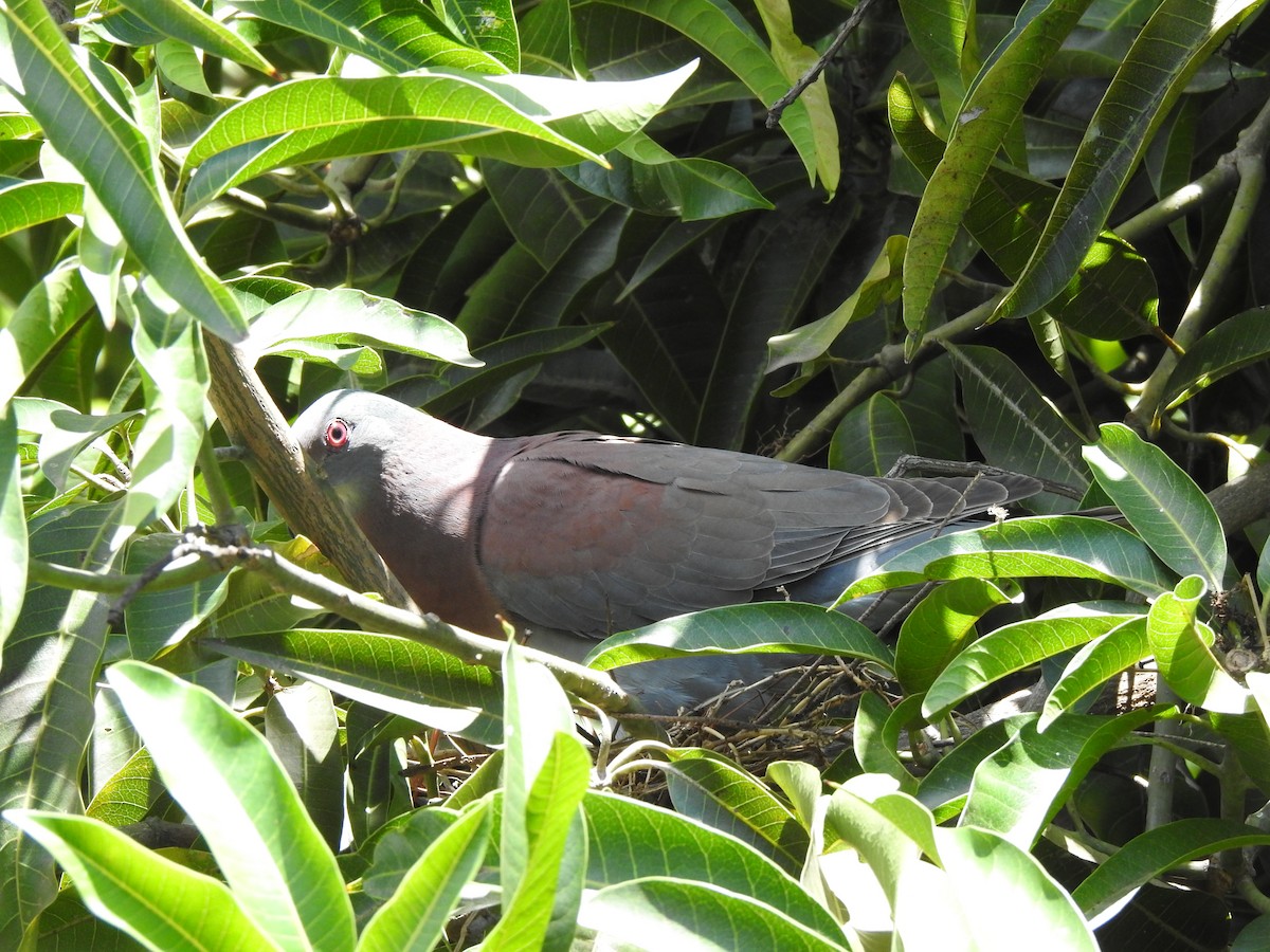 White-tipped Dove - ML641391498