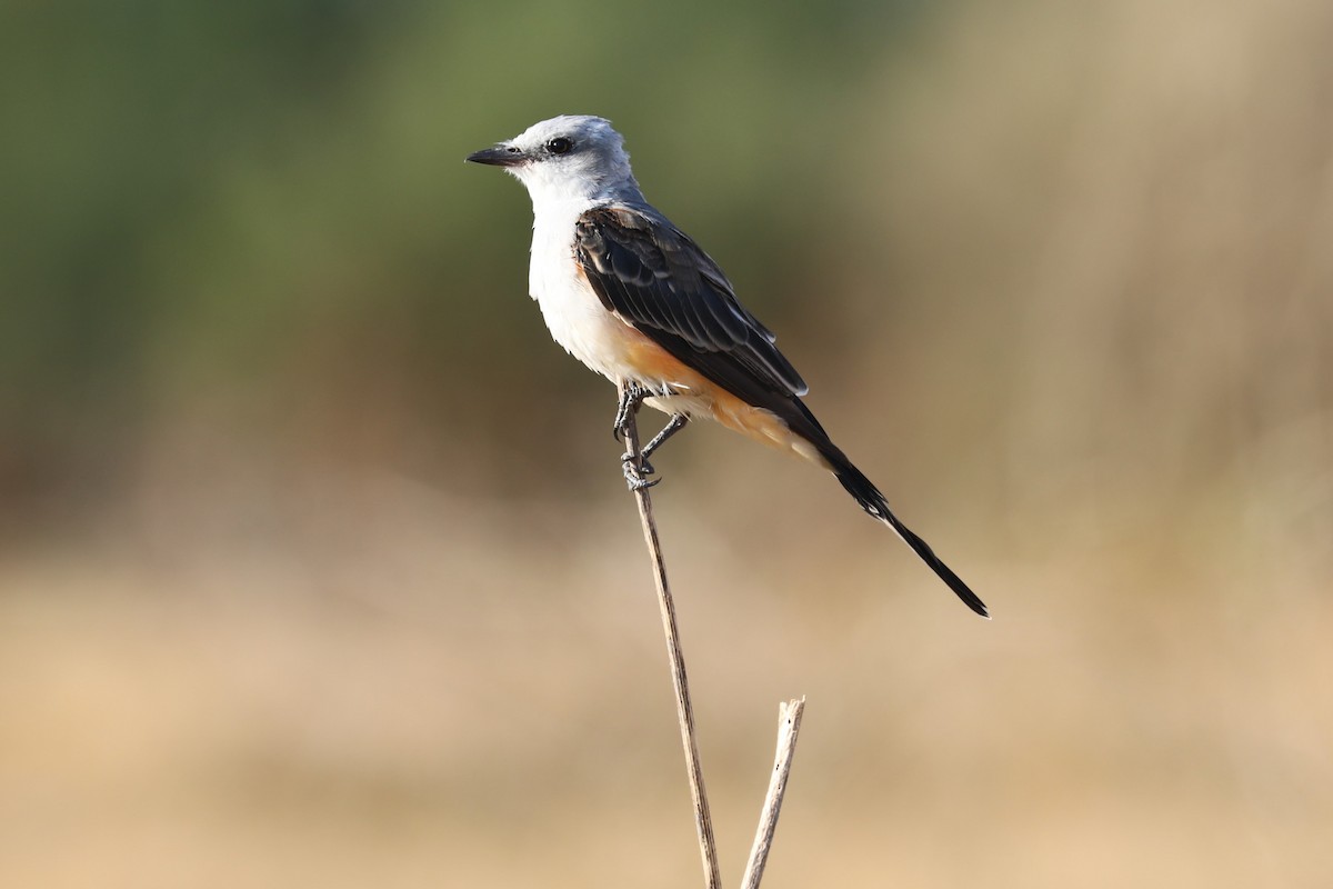 Scissor-tailed Flycatcher - ML641391501