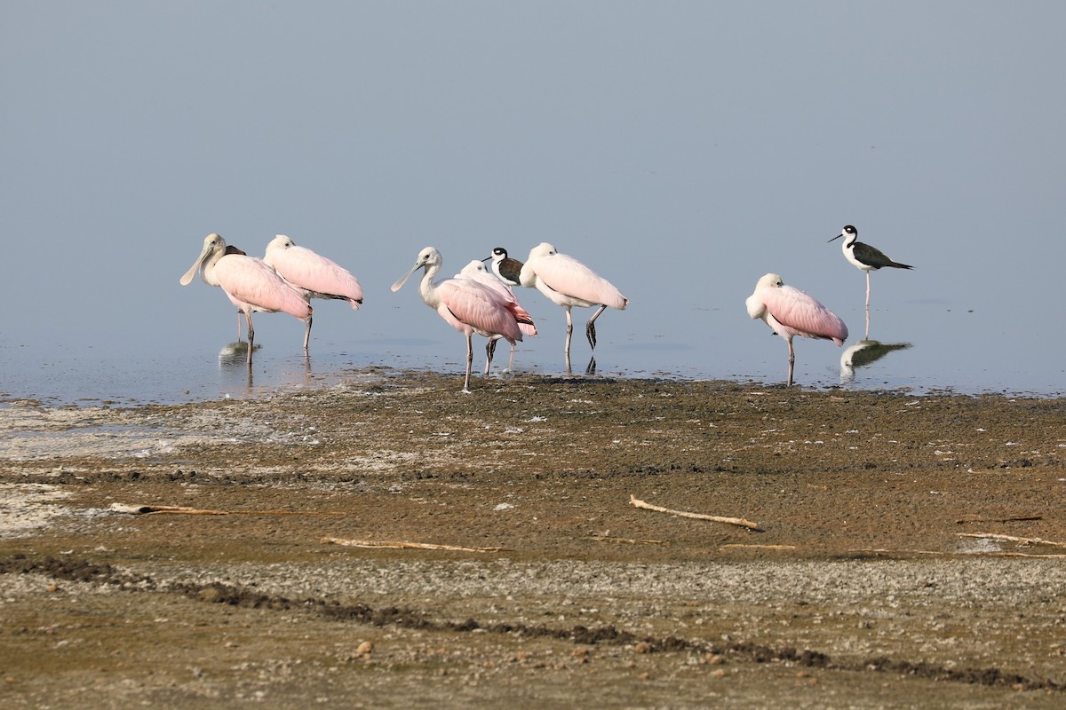 Roseate Spoonbill - ML641391505