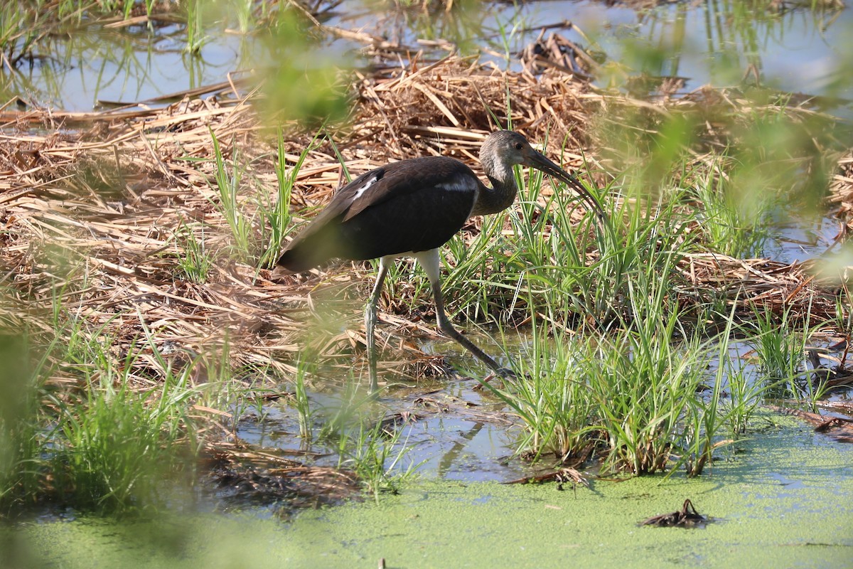White Ibis - ML641391506